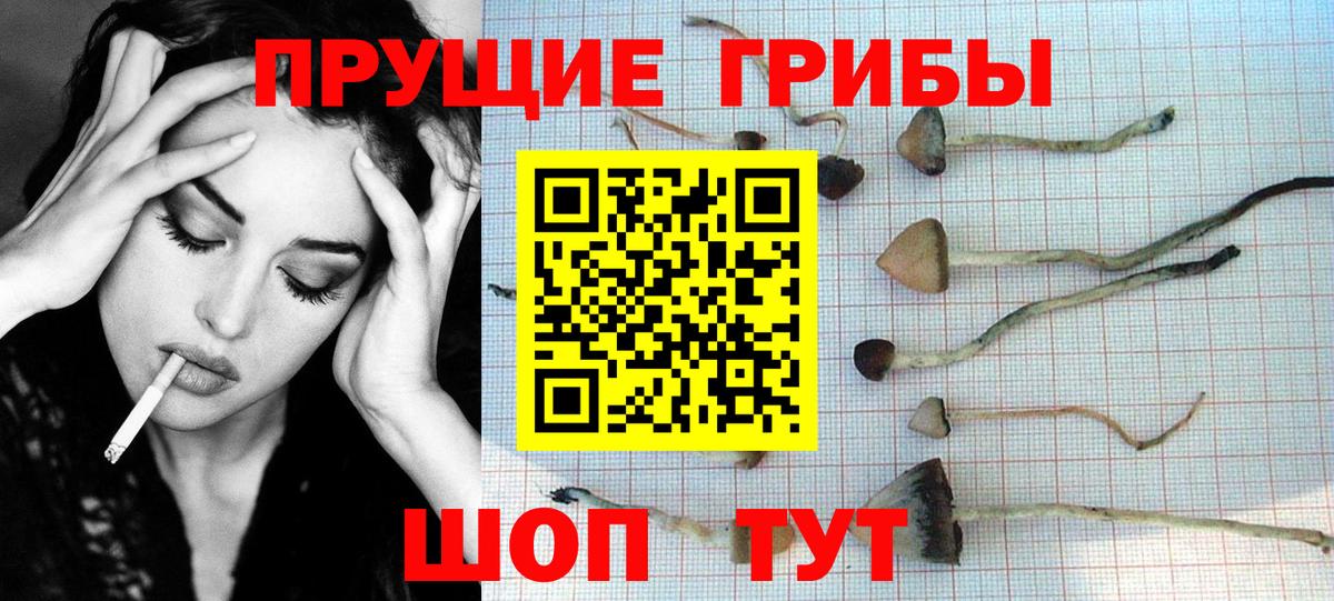 Новосибирск  Псилоцибиновые грибы Psilocybine cubensis  Вход с VPN 